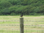 SX06633 Stonechat on fence post (Saxicola torquata).jpg